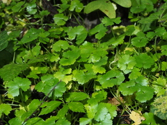 Hydrocotyle yabei