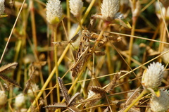 Schistocerca piceifrons