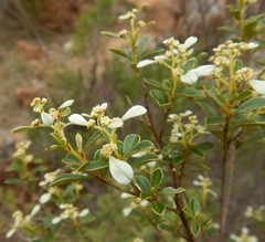 Spyridium spathulatum