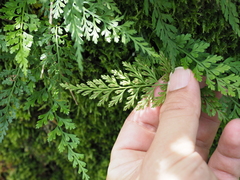 Asplenium anogrammoides
