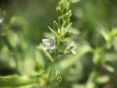 Veronica undulata