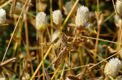 Schistocerca piceifrons