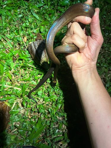 Photo of a Bismarck Ringed Python (Bothrochilus boa)