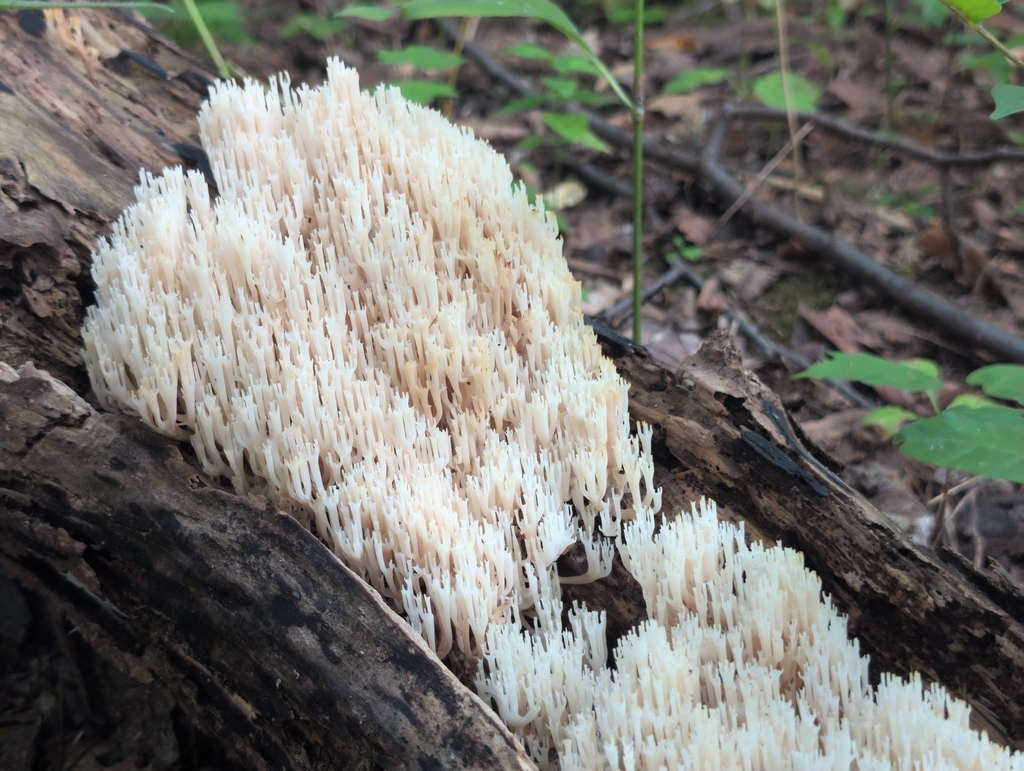 crown-tipped coral fungus · July 2026 · photo: Photo: (c) odawgie, some rights reserved (CC BY) · iNaturalist