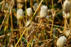 Schistocerca piceifrons