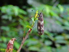 Eterusia aedea formosana