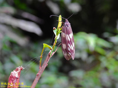 Eterusia aedea formosana