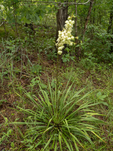 Yucca flaccida