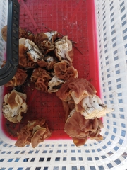 Gyromitra fastigiata