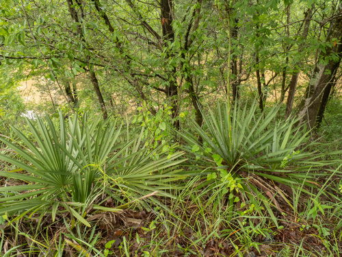 Yucca flaccida