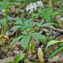 Panax trifolius