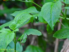 Lamprocoris lateralis