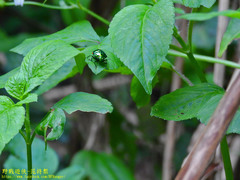 Lamprocoris lateralis