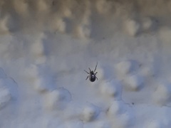 Zygiellinae