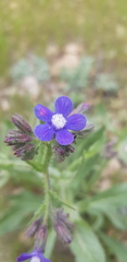 Anchusa strigosa