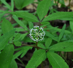 Panax trifolius