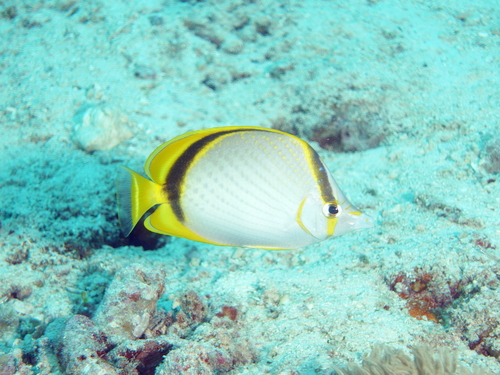 Chaetodon selene observed 2026-07-12