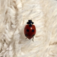 Coccinella septempunctata