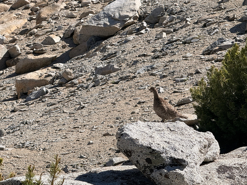 iNaturalist observation photo of Sooty Grouse