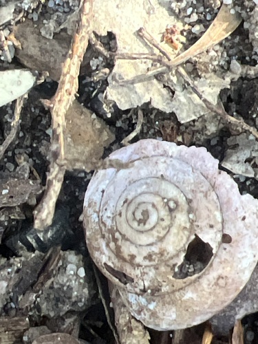 Pommerhelix monacha observed 2026-07-26