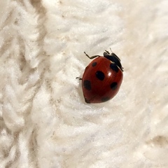 Coccinella septempunctata
