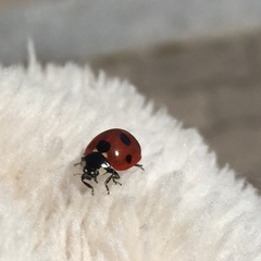 Coccinella septempunctata