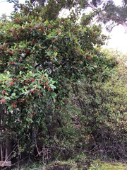Cotoneaster glaucophyllus serotinus