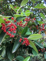 Cotoneaster glaucophyllus serotinus