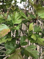 Crataegus