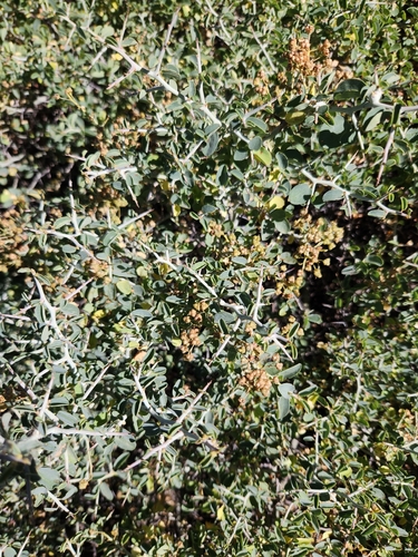 Ceanothus cordulatus, photograph 4
