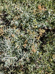 Ceanothus cordulatus, photograph (c) stinger, some rights reserved (CC BY)