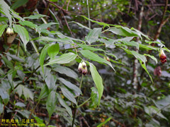 Disporum kawakamii