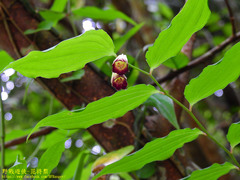 Disporum kawakamii