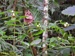 Disporum kawakamii
