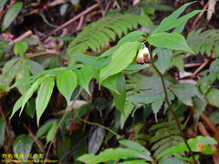 Disporum kawakamii