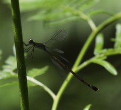 Lestes uncifer