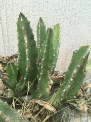 Stapelia grandiflora
