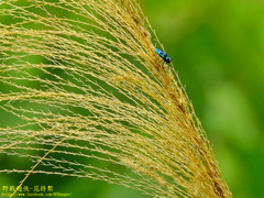 Chrysobothris sauteri