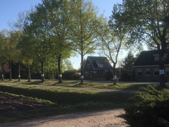 Thaumetopoea processionea