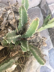 Stapelia grandiflora