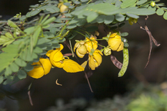 Senna angustisiliqua