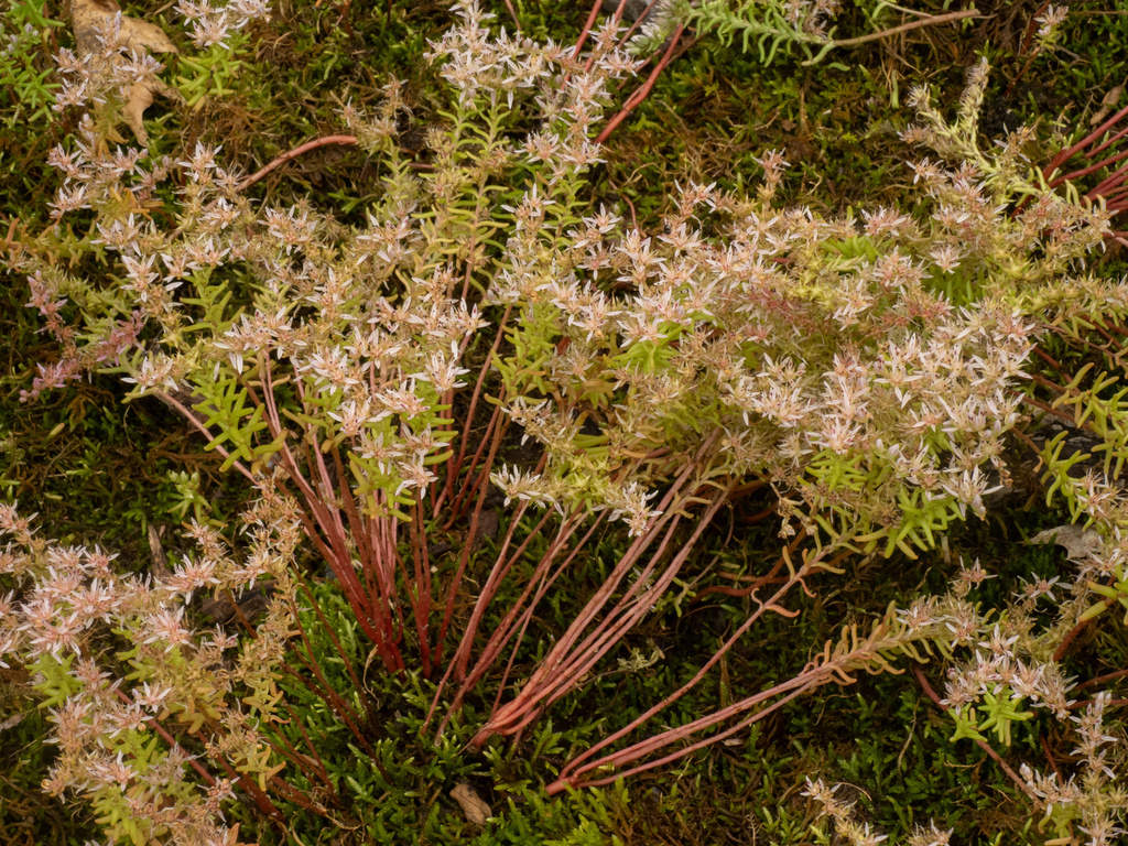 Sedum pulchellum; photograph (c) Turner Brockman, some rights reserved (CC BY-SA)