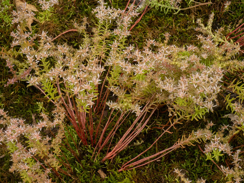 Sedum pulchellum