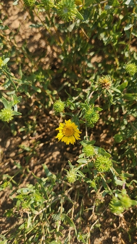 Curlycup Gumweed
