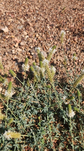 white prairie clover