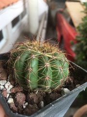 Gymnocalycium