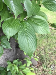 Prunus