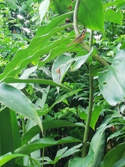 Anolis binotatus
