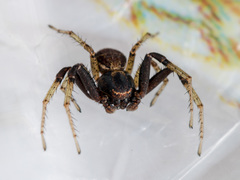 Xysticus ephippiatus