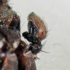 Xysticus ephippiatus